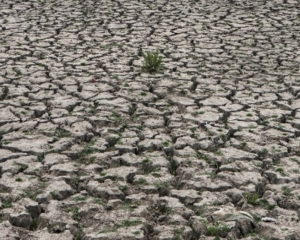 Drought looms over paddy-growing UP, Bihar, Bengal