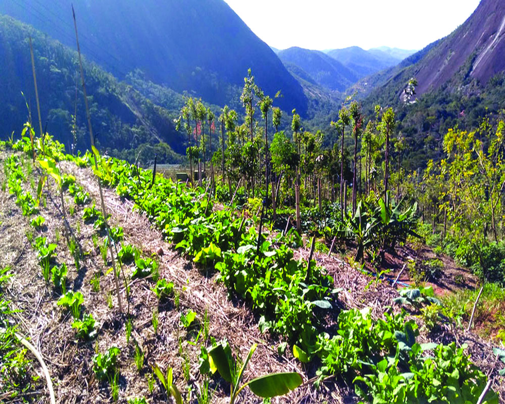 Agroforestry boosts agricultural ecology