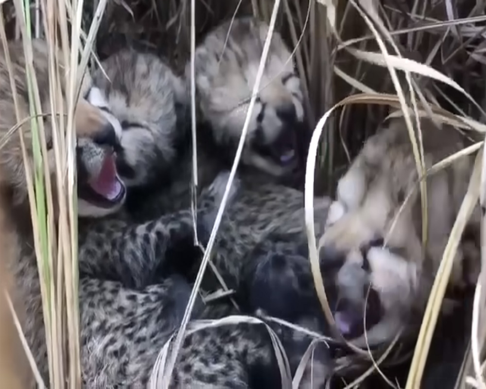 Cheetah translocated to India from Namibia gives birth to four cubs: Environment Minister