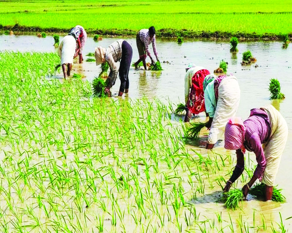 Farmers hit hard by rice export restrictions