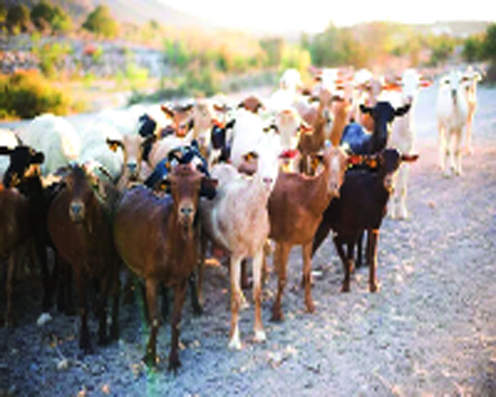 Goat-rearing can be an excellent source of livelihood in rural Bihar