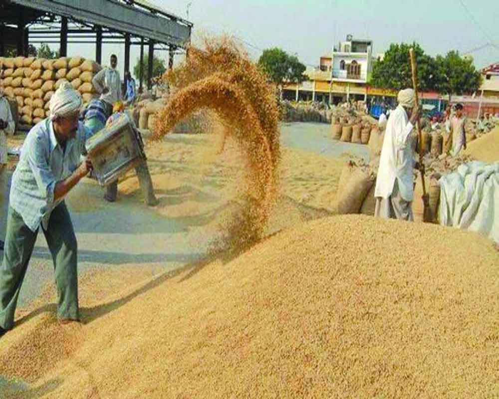 Govt hikes wheat MSP by Rs 150 to Rs 2,275 per quintal for 2024-25