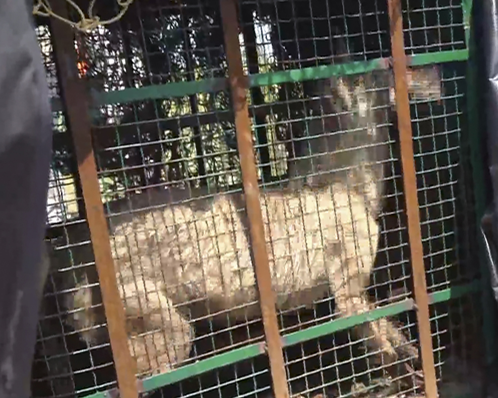 'Operation Bhediya': Another wolf captured, uncertainty over number on prowl in Bahraich