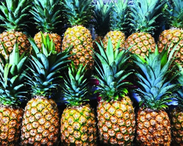 India exports first batch of super sweet pineapples to UAE