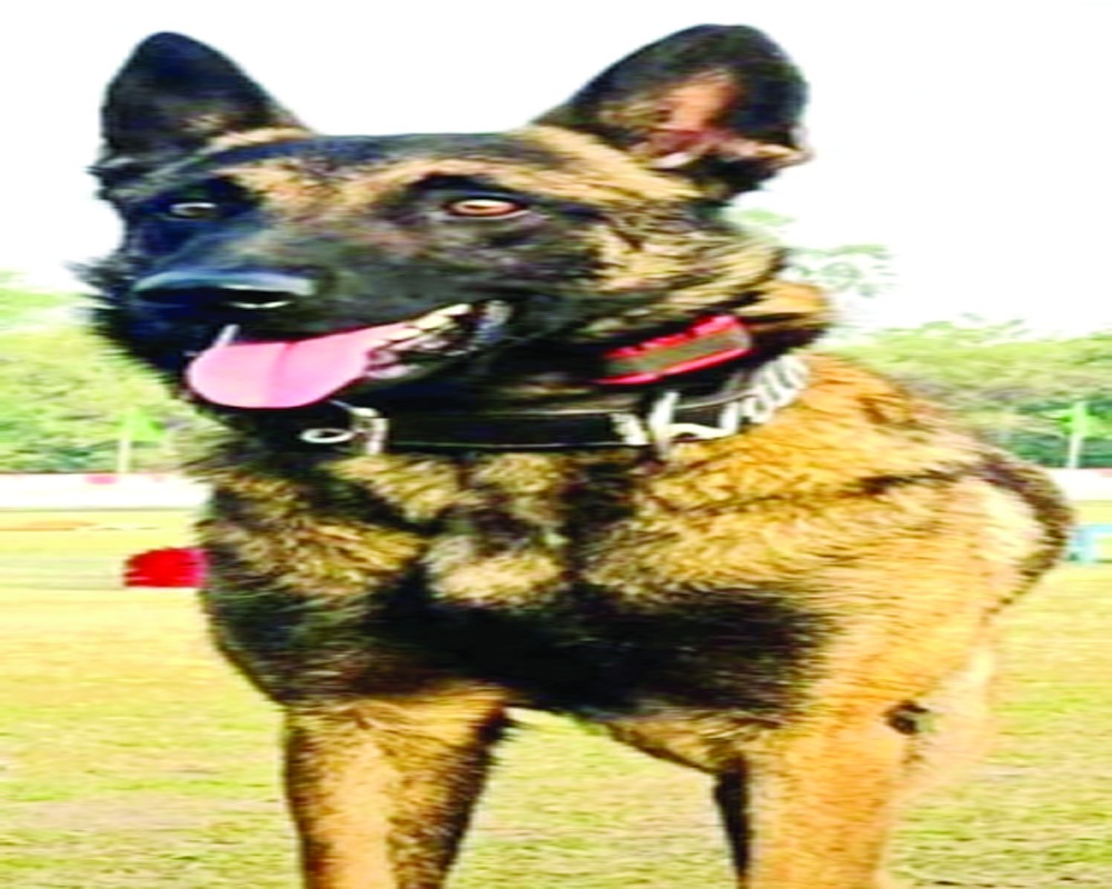 Brave Army canine Phantom martyred