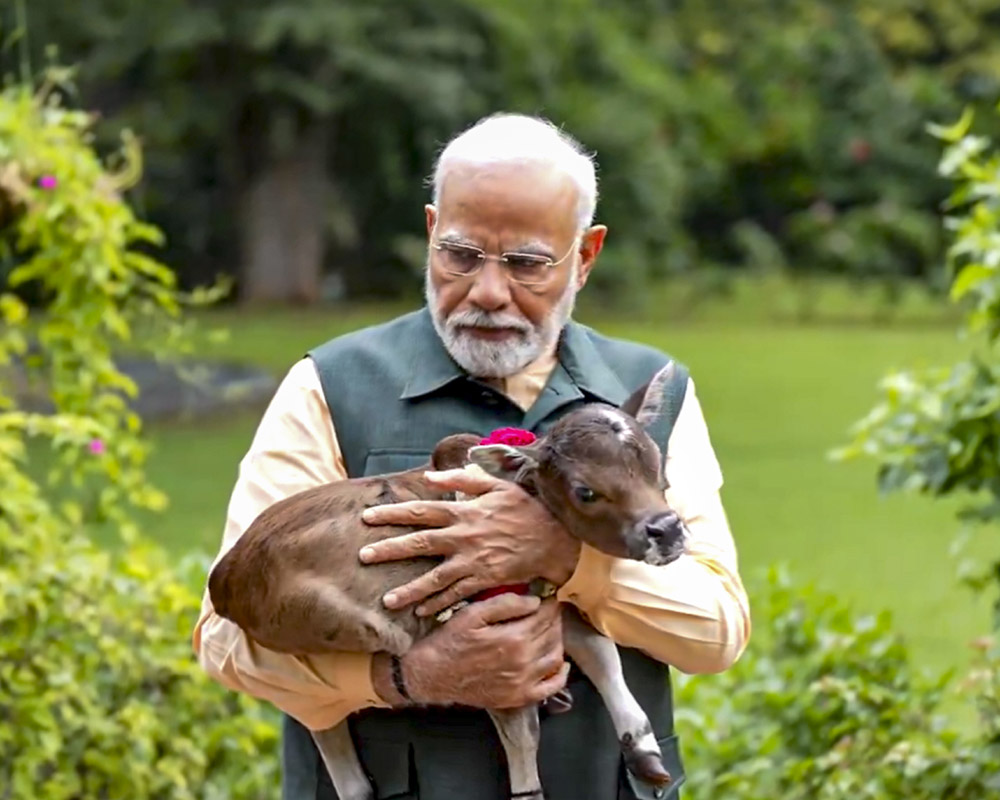 Calf named 'Deepjyoti' -- new resident at PM Modi's 7, Lok Kalyan Marg residence