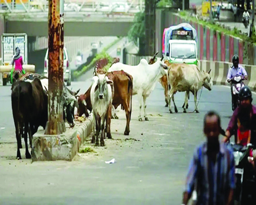 Cattle shelters along highways: Unique solution to a perennial problem