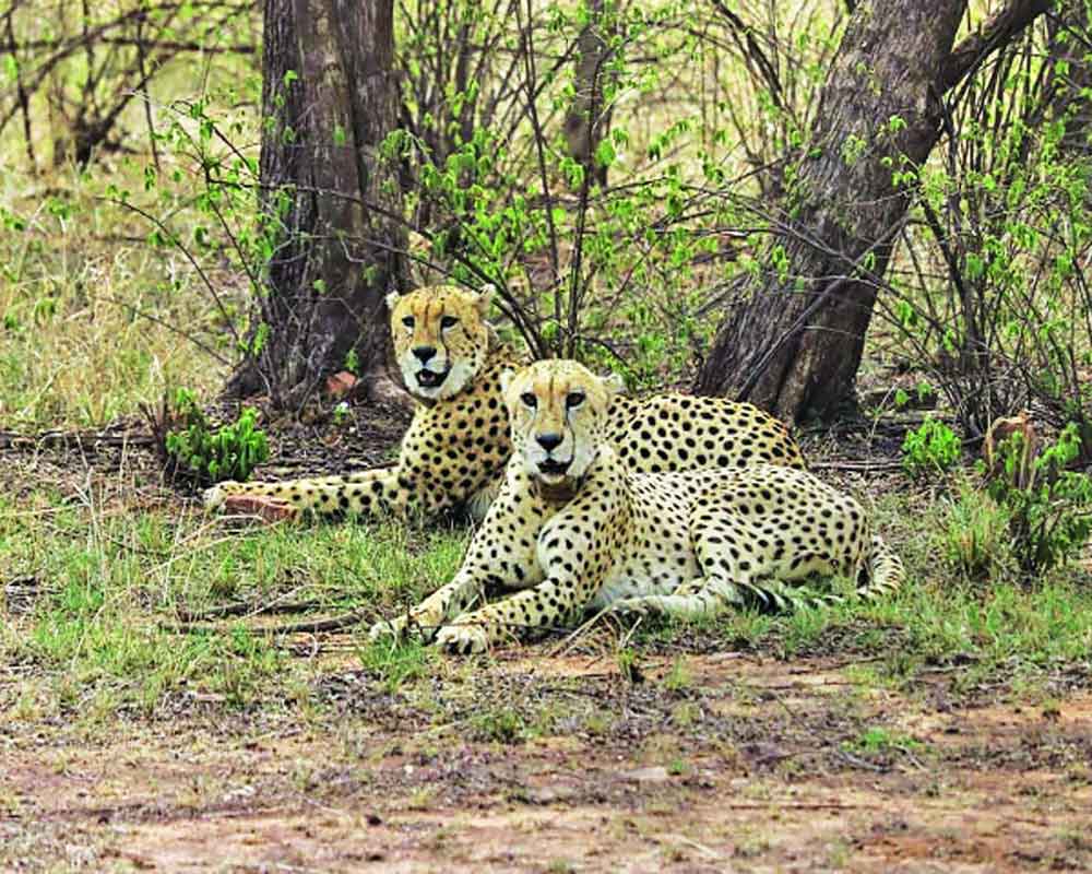 Cheetah project by Government gets mixed response on its second anniversary