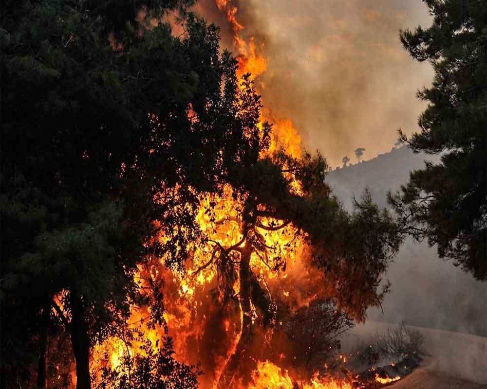 Fire engulfs forest area in Shimla; 991 incidents reported this summers