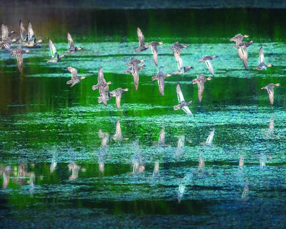 Five new wetlands earn Ramsar tag, total rises to 80