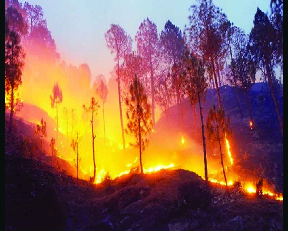 Forest fires are a grim environmental reality