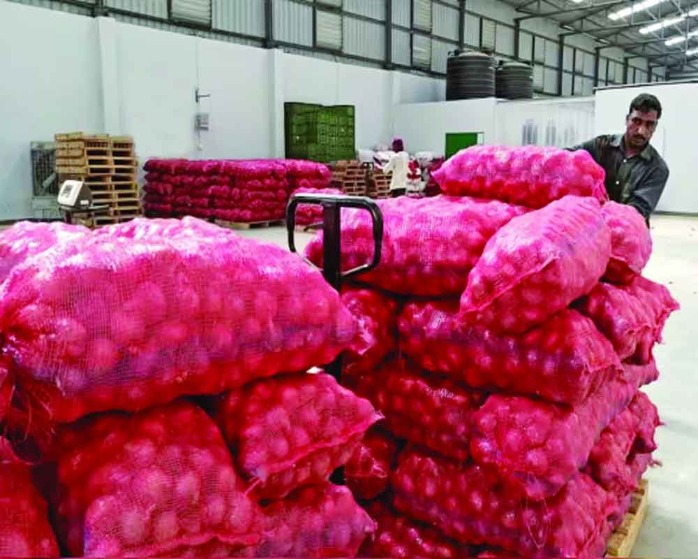 Govt's subsidised onion sale brings relief, prices drop in major cities