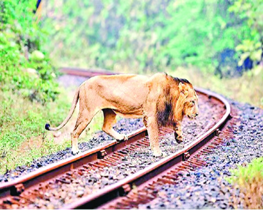 Lucky escape for eight lions chilling on railway tracks