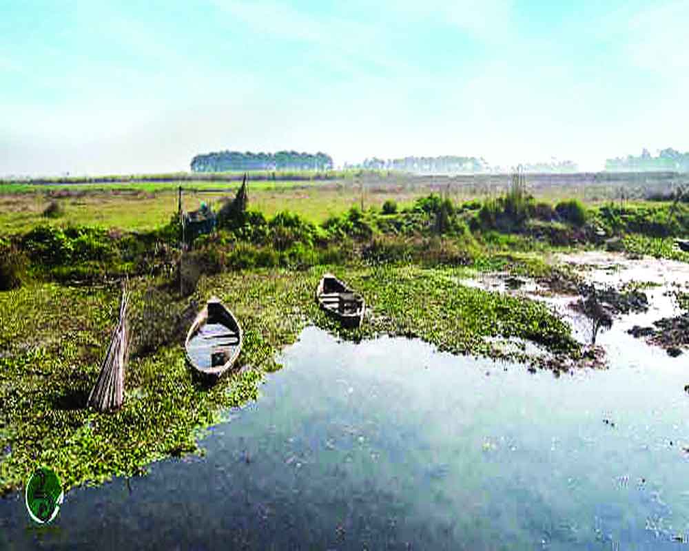 Nomadic bird haven turns a swamp