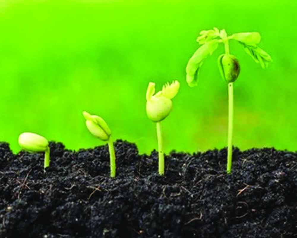 Organic renaissance: India's rapid shift towards chemical-free farming