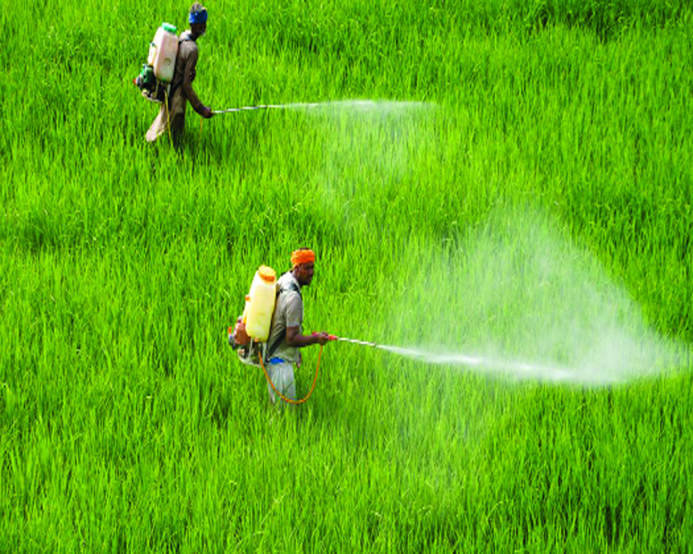 Pesticides are poisoning the Punjab soil