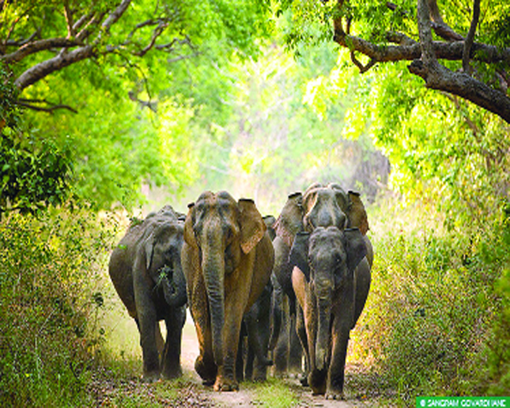 Save India’s elephants from multiple threats