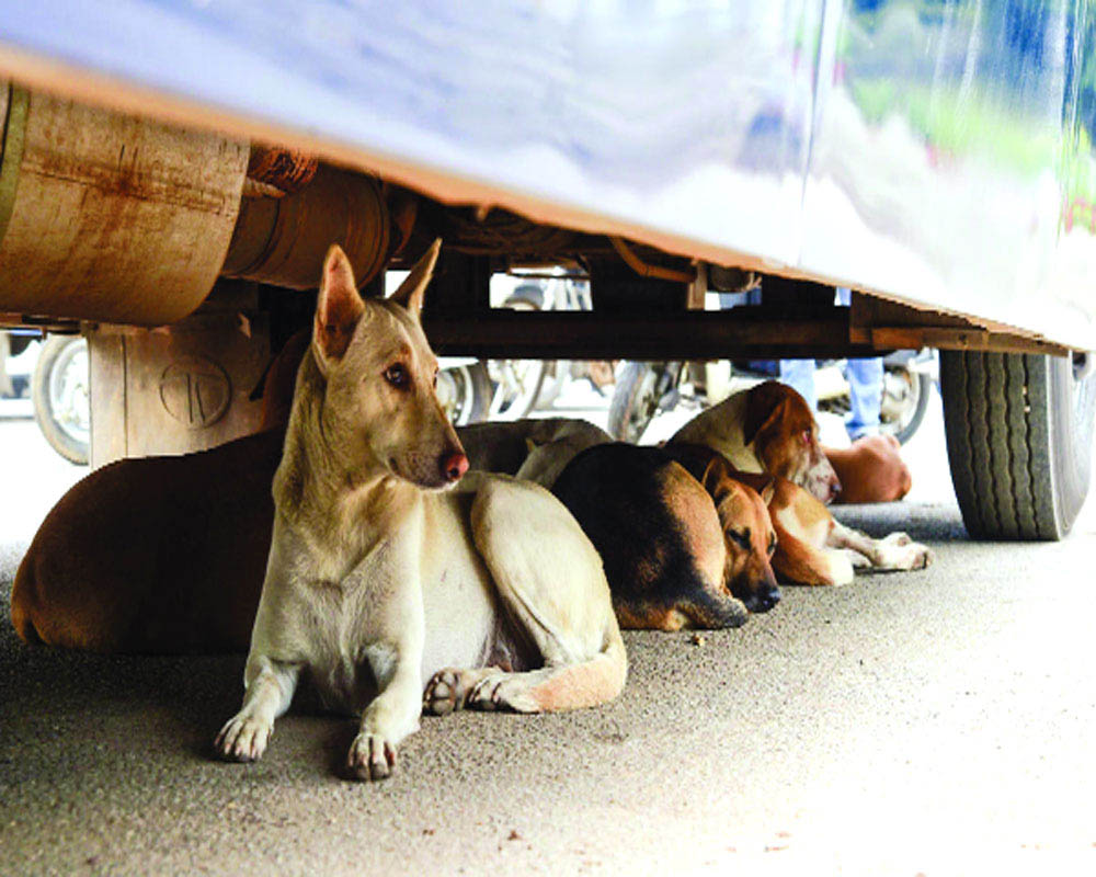 Seven-month-old boy mauled to death by stray dogs in Bhopal