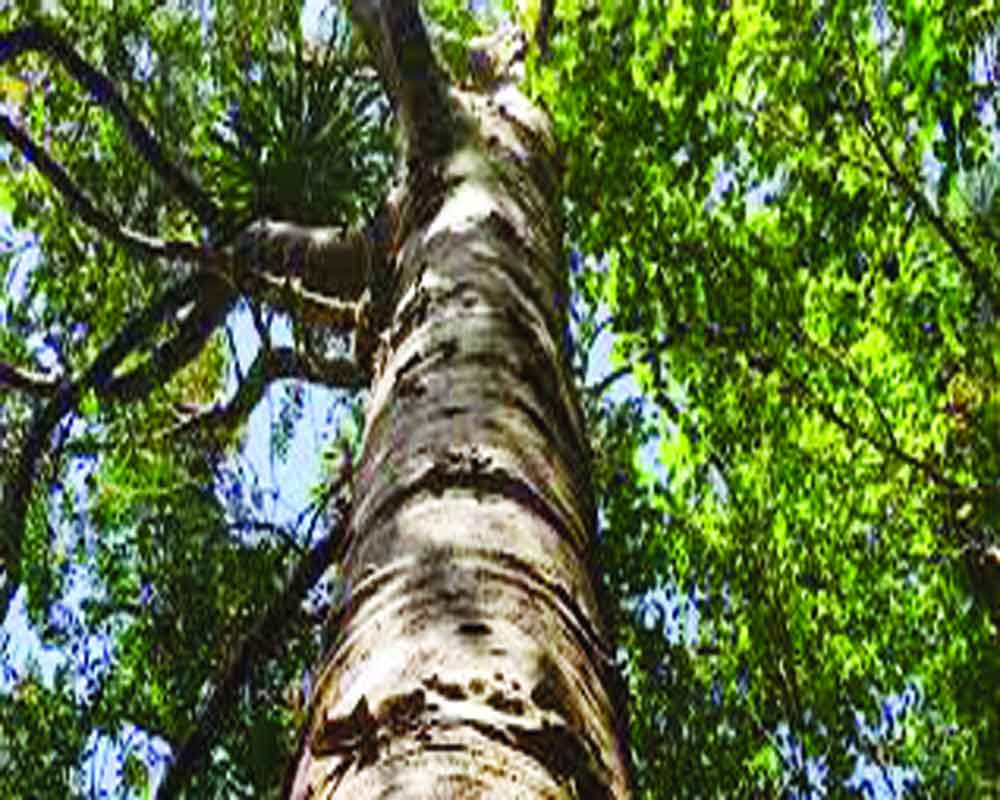 Silent guardians of the forests