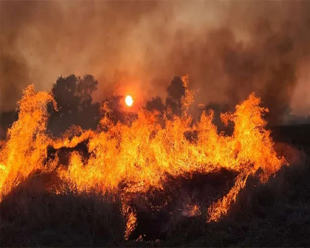 Stubble burning caused 10 pc of PM2.5 pollution in Delhi from Oct 8 to Dec 7: Govt