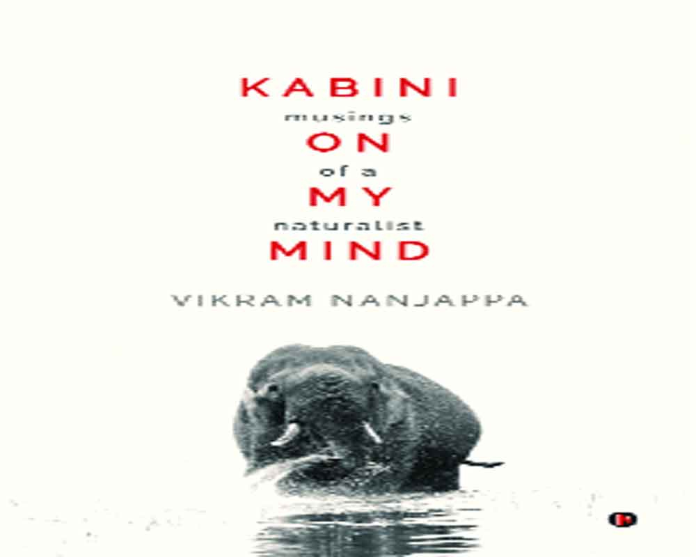 The Story Behind Kabini on my Mind | An Author's Perspective