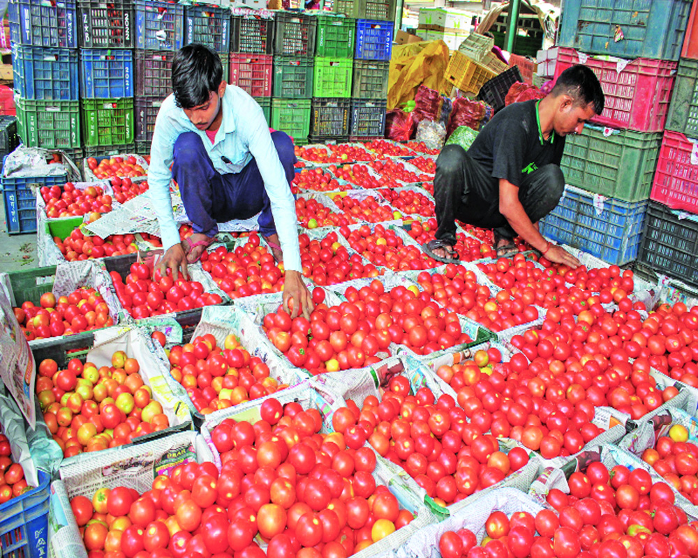 Tomato prices leave bitter taste on festive plates