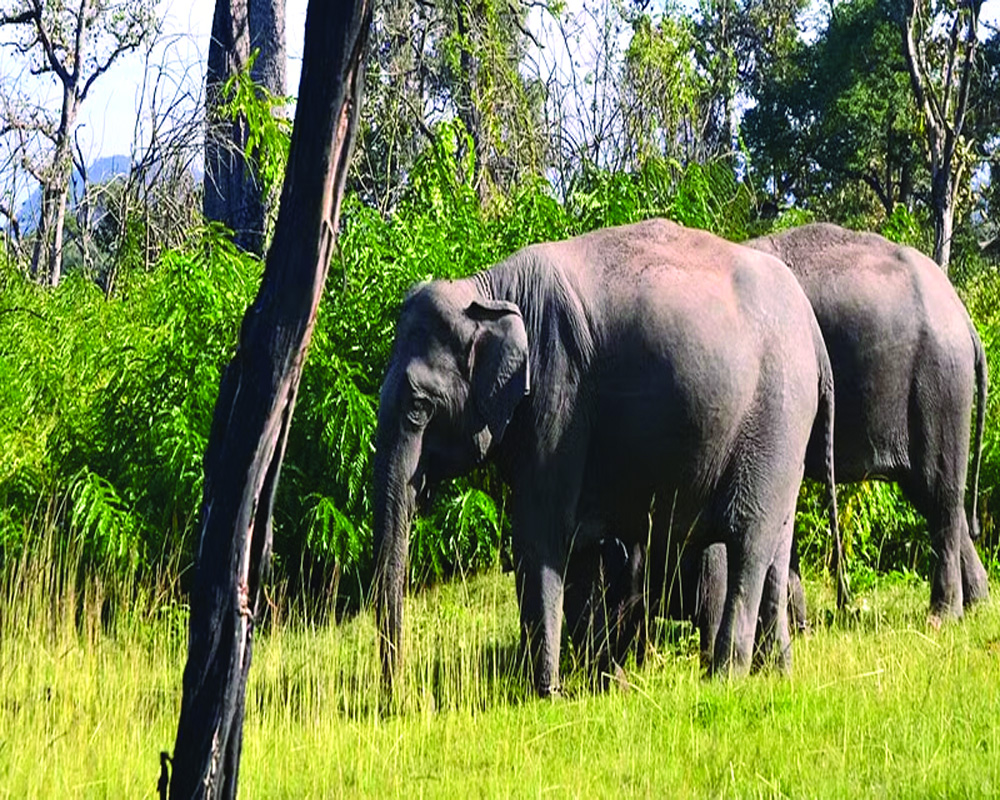 Toxic millet claims another wild elephant