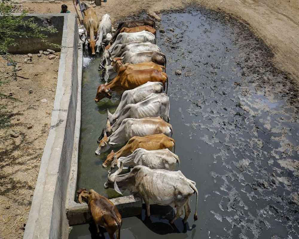 UP: Two persons going to slaughter cow held after encounter