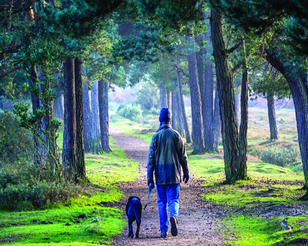 Walking through the woods in UK