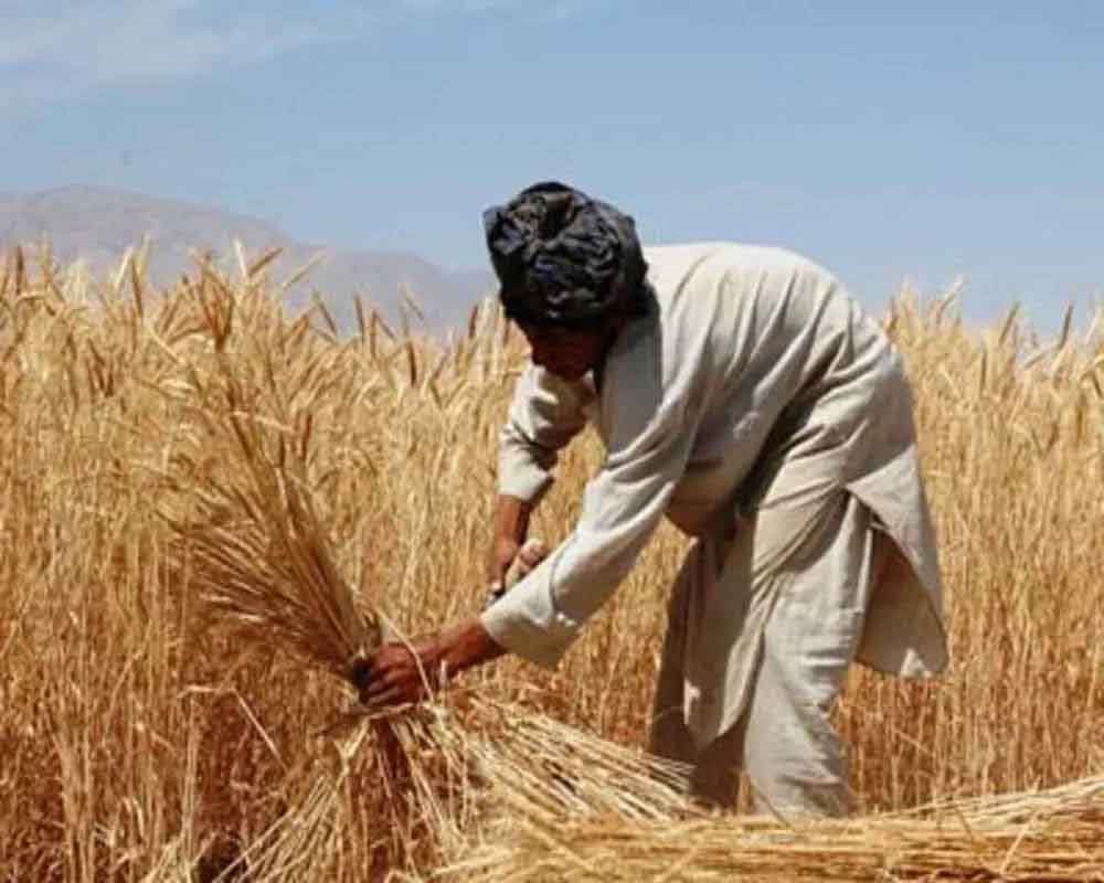 Wheat sowing on track despite delayed paddy harvest in two key states: AgrSecy