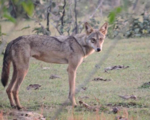 Boy injured in fresh wolf attack in UP's Bahraich