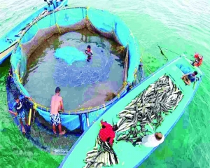 Budget proposals for marine  sector to boost India’s aquaculture, seafood exports: MPEDA