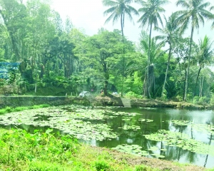 Coorg: Where coffee culture meets aspirational avocados