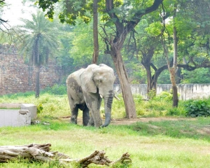 Delhi zoo transformation: New animal species; enhanced visitors' experience