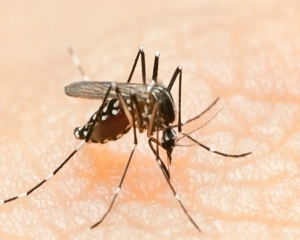 Dengue cases surge in Delhi, over 400 new infections recorded in a week