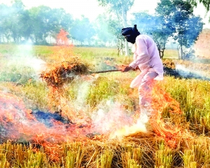 Get ready to pay double penalty for stubble burning