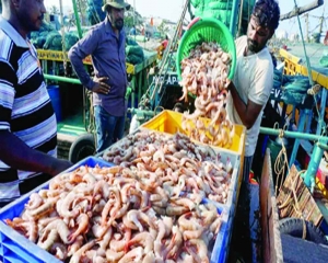 India's seafood exports up in volume terms in 2023-24: Commerce Ministry