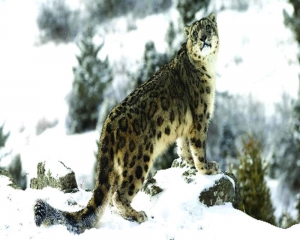 Ladakh prime sanctuary for endangered snow leopards