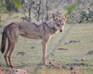 Revenge tendency among wolves behind spate of attacks in UP's Bahraich: Expert