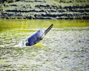 Small is beautiful for Gangetic dolphin
