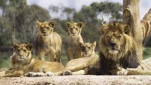 Social bonds key  to big cats survival