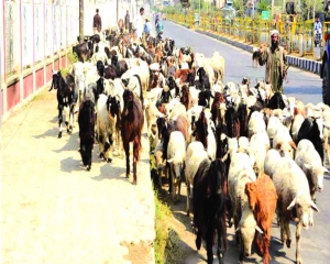 Unidentified disease takes toll on livestock in Doda, Jammu