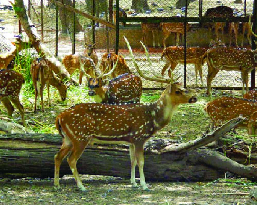 Fight to save one of the very few leftover city forests in Delhi