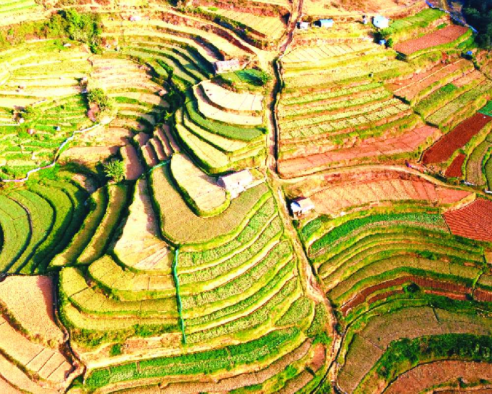 Food security to income security