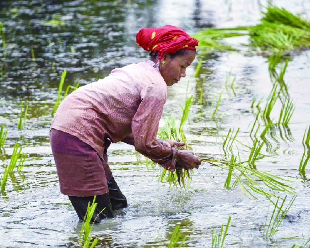Jharkhand to procure 60 lakh quintals of paddy