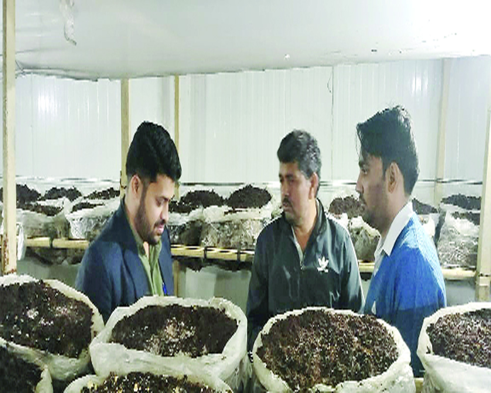 Mushrooms bring Rs 20 Lakh profit for Gurugram Farmermushrooms