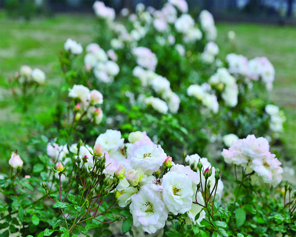 Phool Khilein Hai Gulshan Gulshan