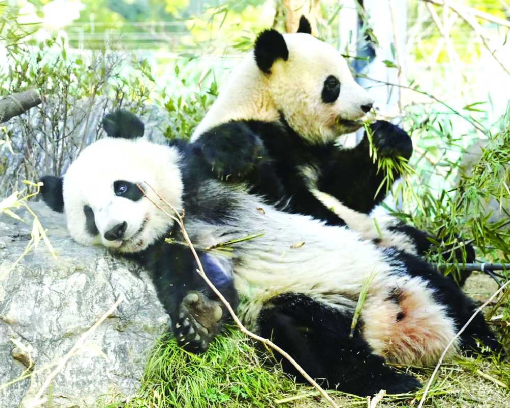 Popular panda twins to leave Tokyo zoo