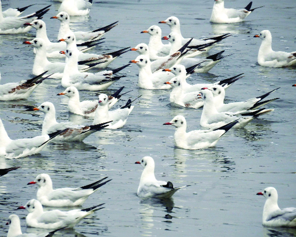 Waterbird census records changes in Yamuna’s birds