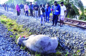 Assam’s Elephant deaths expose a systemic failure